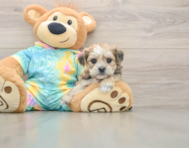 5 week old Shorkie Puppy For Sale - Florida Fur Babies