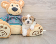 5 week old Shorkie Puppy For Sale - Florida Fur Babies