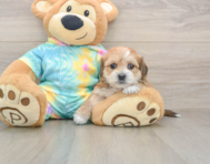 6 week old Shorkie Puppy For Sale - Florida Fur Babies