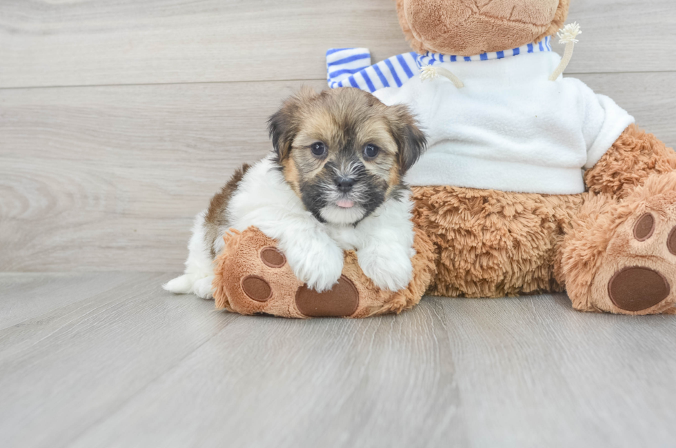 9 week old Shorkie Puppy For Sale - Florida Fur Babies