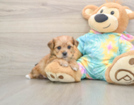 5 week old Shorkie Puppy For Sale - Florida Fur Babies