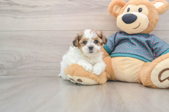 Shorkie Puppy for Adoption