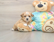 6 week old Shorkie Puppy For Sale - Florida Fur Babies