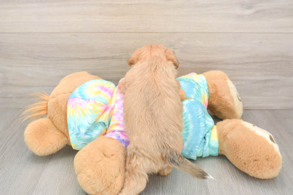Best Shorkie Baby
