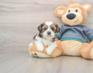 5 week old Shorkie Puppy For Sale - Florida Fur Babies