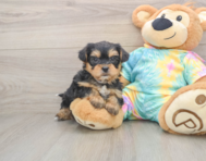 8 week old Shorkie Puppy For Sale - Florida Fur Babies