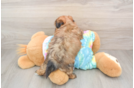 Adorable Shorkie Tzu Designer Puppy