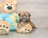 6 week old Shorkie Puppy For Sale - Florida Fur Babies