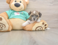 5 week old Shorkie Puppy For Sale - Florida Fur Babies