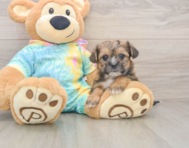 8 week old Shorkie Puppy For Sale - Florida Fur Babies