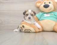 5 week old Shorkie Puppy For Sale - Florida Fur Babies