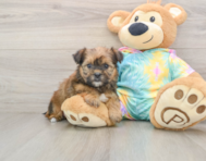 6 week old Shorkie Puppy For Sale - Florida Fur Babies