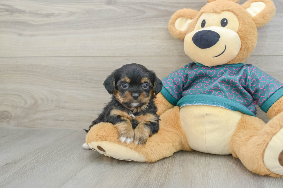 Shorkie Pup Being Cute