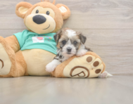 5 week old Shorkie Puppy For Sale - Florida Fur Babies