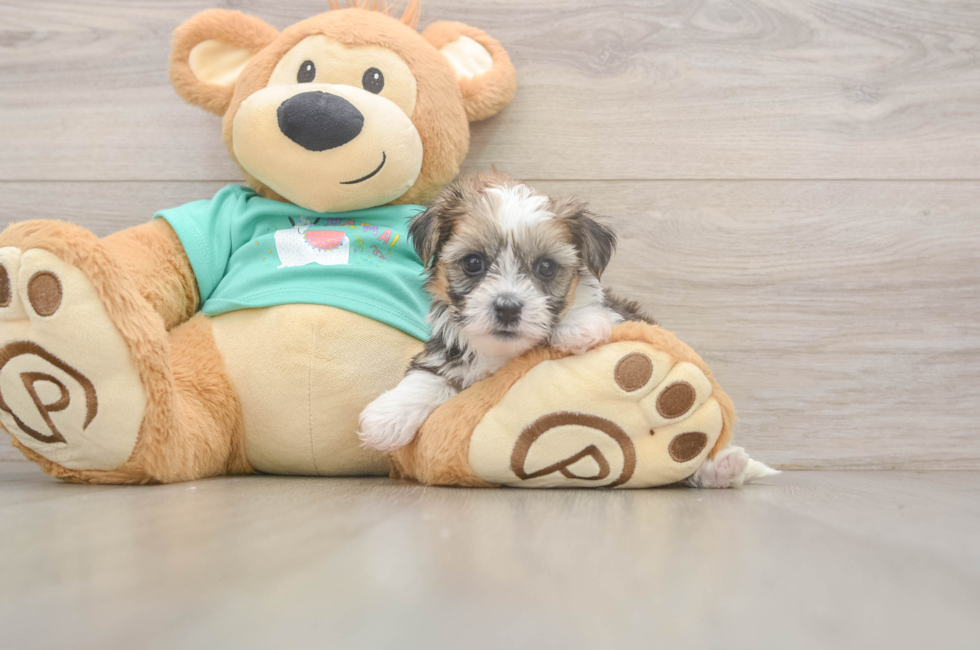 6 week old Shorkie Puppy For Sale - Florida Fur Babies