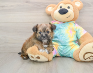 6 week old Shorkie Puppy For Sale - Florida Fur Babies