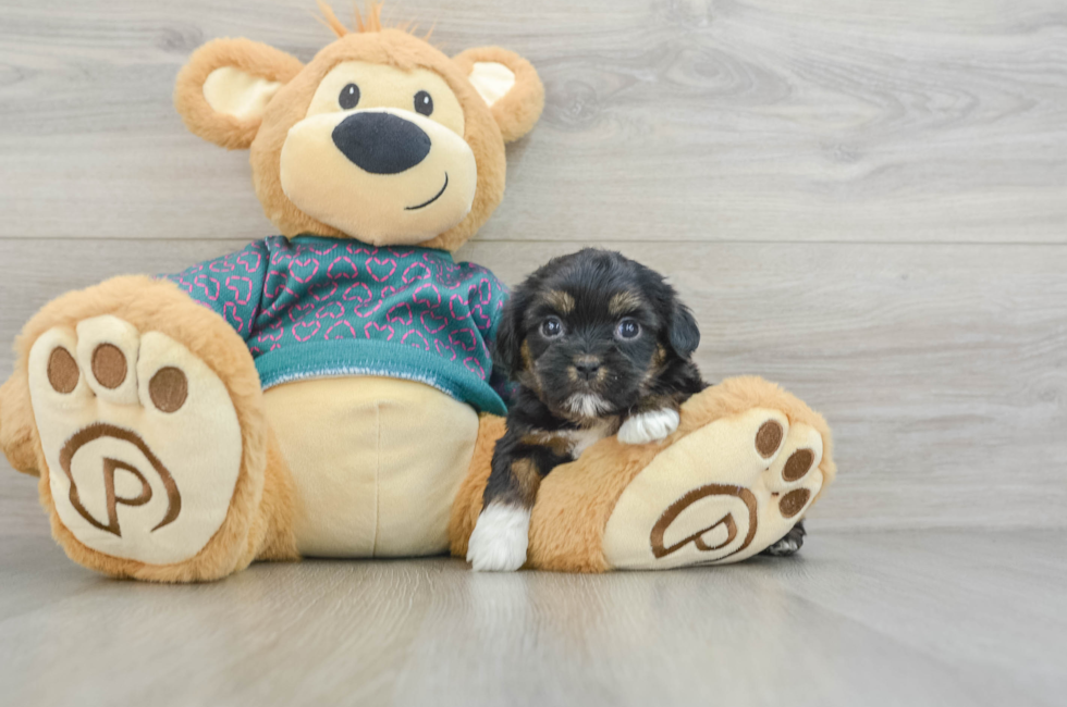 6 week old Shorkie Puppy For Sale - Florida Fur Babies