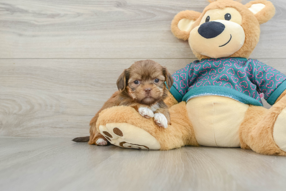 Happy Shorkie Baby