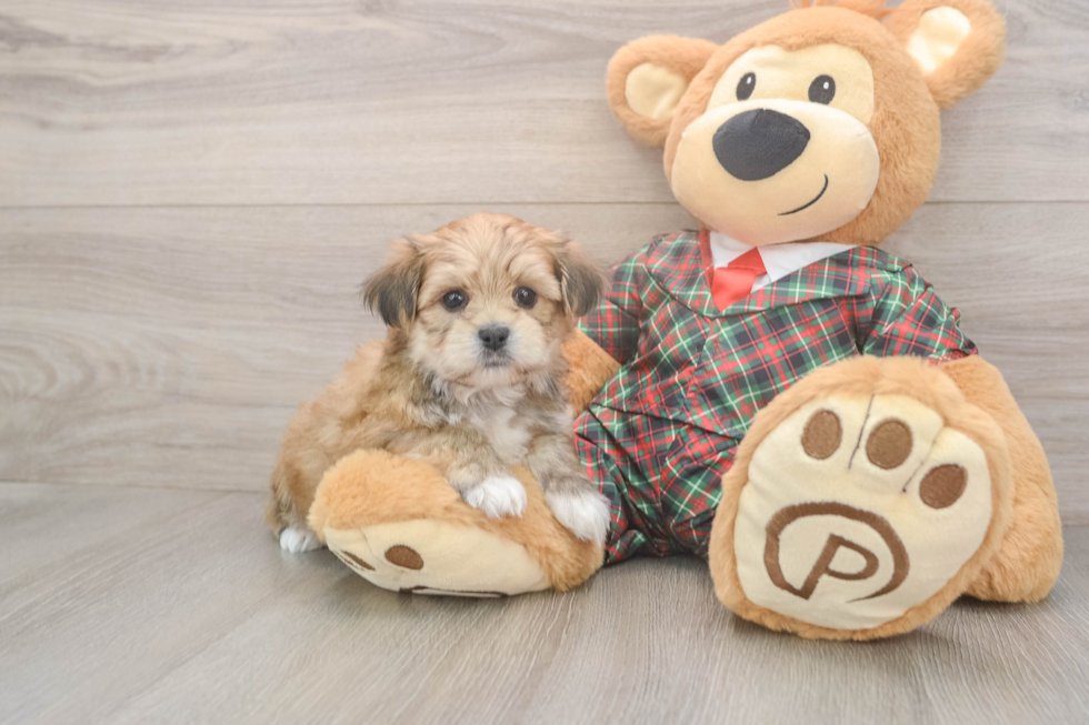 Shorkie Pup Being Cute