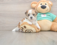 5 week old Shorkie Puppy For Sale - Florida Fur Babies