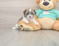 5 week old Shorkie Puppy For Sale - Florida Fur Babies