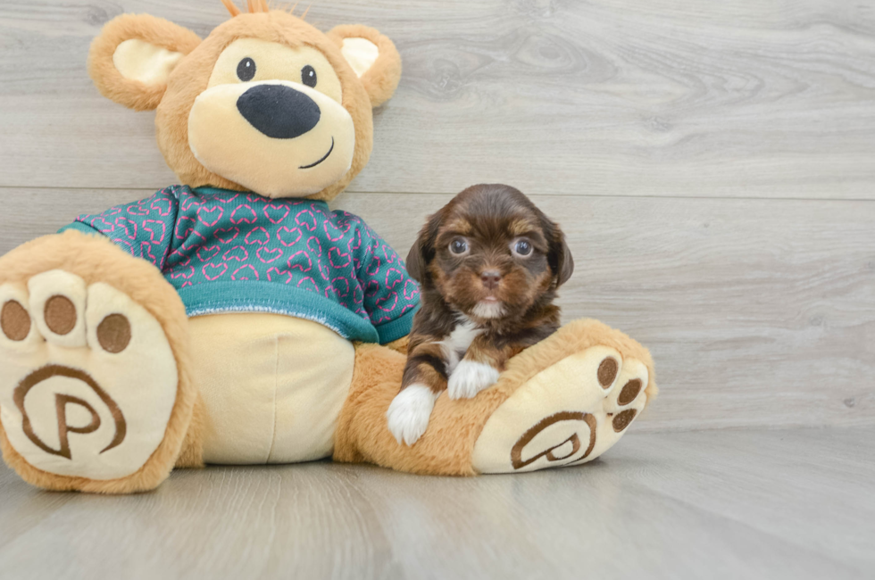 6 week old Shorkie Puppy For Sale - Florida Fur Babies