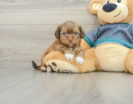 5 week old Shorkie Puppy For Sale - Florida Fur Babies