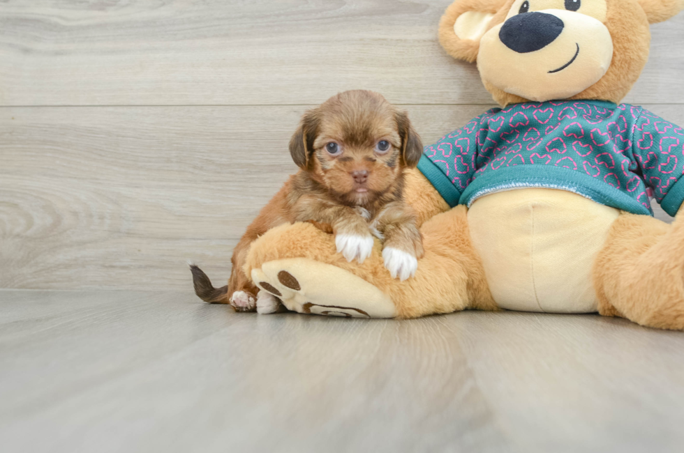 6 week old Shorkie Puppy For Sale - Florida Fur Babies