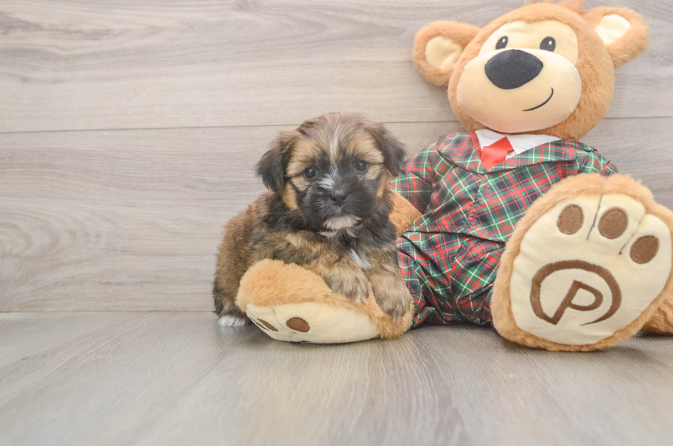 5 week old Shorkie Puppy For Sale - Florida Fur Babies