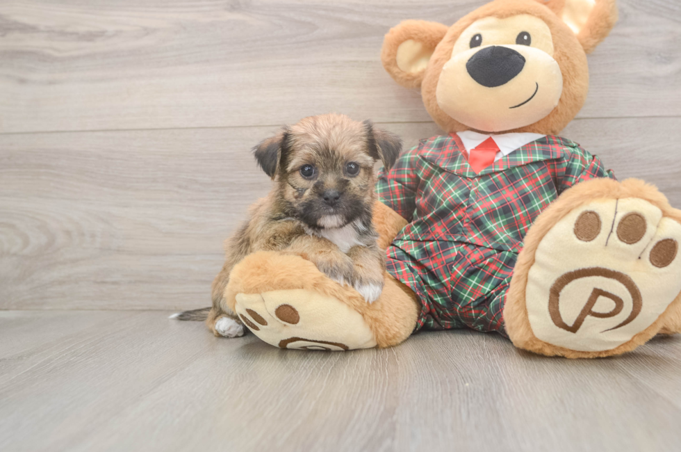5 week old Shorkie Puppy For Sale - Florida Fur Babies