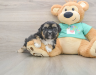 5 week old Shorkie Puppy For Sale - Florida Fur Babies