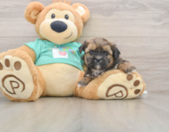 5 week old Shorkie Puppy For Sale - Florida Fur Babies
