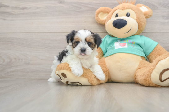 Shorkie Puppy for Adoption