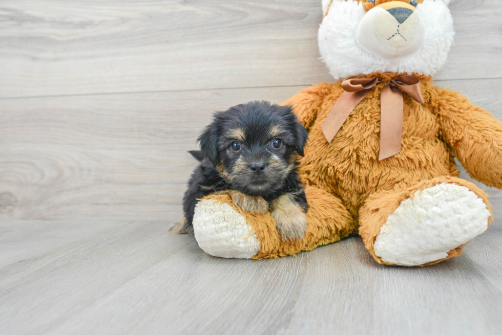 Little Shorkie Designer Puppy