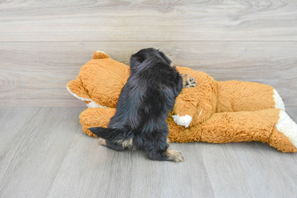 Best Shorkie Baby