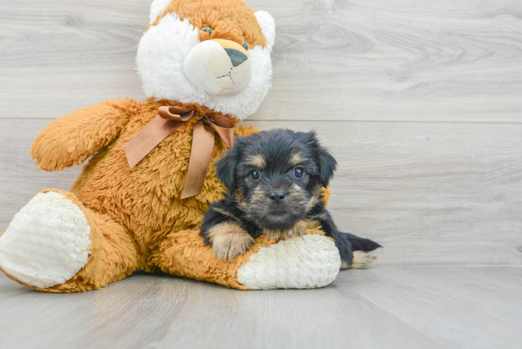 Shorkie Puppy for Adoption
