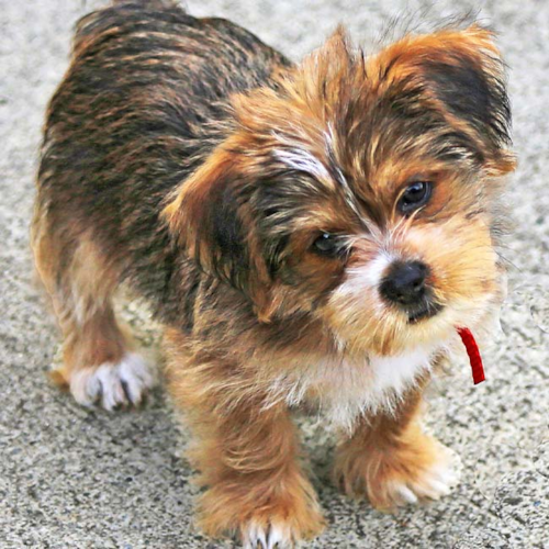 Shorkie Puppy For Sale - Florida Fur Babies