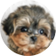 Morkie Puppy For Sale - Florida Fur Babies