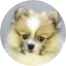 Pomeranian Puppies For Sale - Florida Fur Babies