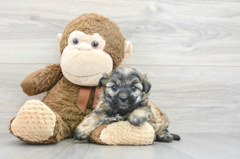 5 week old Teddy Bear Puppy For Sale - Florida Fur Babies
