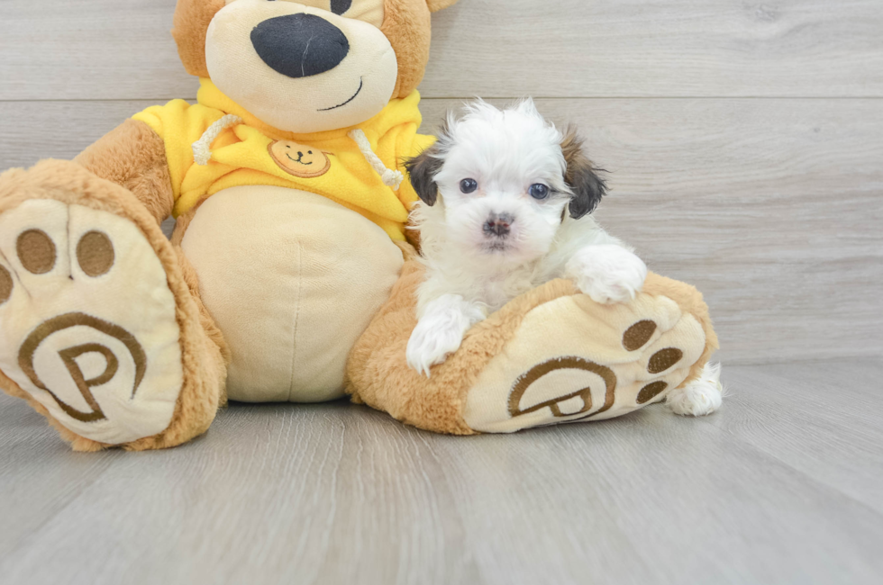 6 week old Teddy Bear Puppy For Sale - Florida Fur Babies