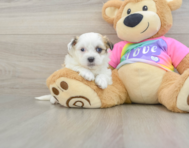 6 week old Teddy Bear Puppy For Sale - Florida Fur Babies