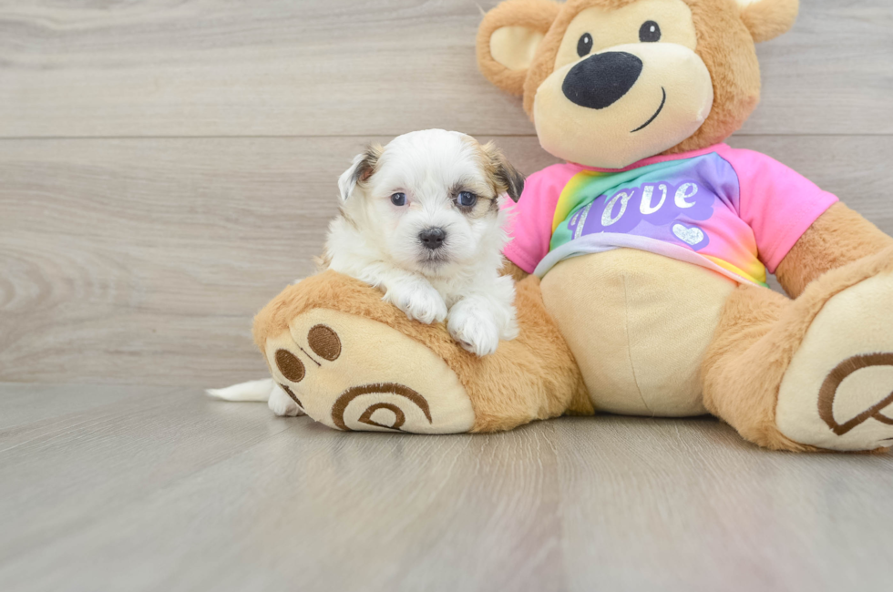 5 week old Teddy Bear Puppy For Sale - Florida Fur Babies