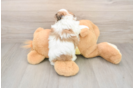 Little Shichon Designer Puppy