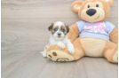 Popular Teddy Bear Designer Pup