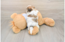 Best Teddy Bear Baby