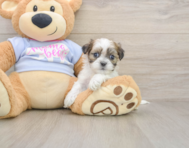 7 week old Teddy Bear Puppy For Sale - Florida Fur Babies