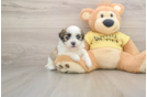 Small Teddy Bear Baby