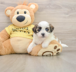 5 week old Teddy Bear Puppy For Sale - Florida Fur Babies