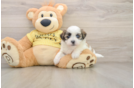 Teddy Bear Puppy for Adoption